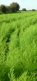 Asparagus Fern Growing in a field